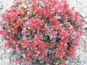 Барбарис Тунберга "Багателль"(Berberis thunbergii "Bagatelle") « Высота(см): 40-60; Упак.: C5; »
