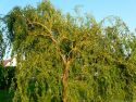 Ива золотистая (Salix sepulcralis 