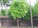 Ива козья штамбовая(Salix caprea L) « Высота(см): 130-140; Упак.: С5; »