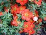 Лапчатка кустарниковая (Potentilla fruticosa) `Red Ace`; высота: 0,3-0,4; Конт. 3 л