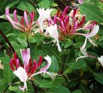 Жимолость каприфоль(Lonicera caprifolium); лиана(см); С7