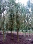 Ива белая (Salix alba) ф. плакучая; высота: 1,8-2,5; С комом