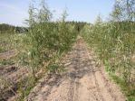 Ива гибридная  Шверина  улучшенная  (Salix X Schwerina Ulutshennaja); высота: 2,2-2,6;возраст: 5, Конт. 20 л