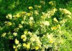 Лапчатка кустарниковая `Gold Finger`(Potentilla fruticosa `Gold Finger`); 50-70(см); С5