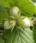 Лещина обыкновенная (Corylus avellana); высота: 0,7-0,8, возраст: 3