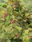 Лещина пурпурная  (Corylus purpurea); высота: 0,8-1,2; Конт. 10 л, возраст 3