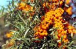Облепиха крушиновидная (Hippophae rhamnoides); 180-200(см); С12