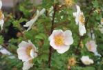 Роза бедренцелистная( Rose Pimpinellifolia); высота: 0,2-0,3; Конт. 5 л