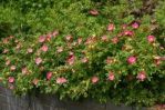 Роза блестящая(Rosa nitida); высота: 0,2-0,3; Конт.3 л