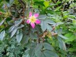 Роза сизая (rosa glauca Rubrifolia); высота: 0,6-0,7; Конт. 5 л