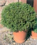 Самшит обыкновенный (Buxus sempervirens); высота: 0,3-0,4; Конт. 3  л