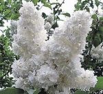 Сирень (смесь французских сортов)(Syringa vulgaris); 50-80(см); С5