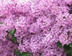 Сирень  китайская (гибрид)(Syringa chinensis); 60-100(см); С7