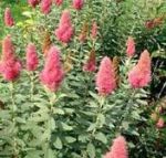 Спирея  Билларда (розовая, белая)  (Spiraea billardii) ; высота: 1,8-2,0; окс