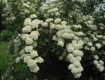 Спирея Вангутта (Spiraea x vanhouttei ); 60-70(см); C5