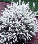Спирея серая  (Spiraea cinerea Grefsheim); высота: 0,5-0,6; Конт. 5л