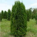 Туя Колумна (Thuja occidentalis 