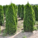 Туя западная "Смарагд" (Thuja occidentalis "Smaragd")