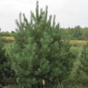 Сосна обыкновенная (Pinus sylvestris)  « Высота(см): 300-400; Упак.: ком; »