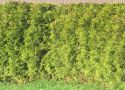 Туя западная Брабант (Thuja occidentalis 