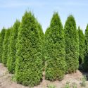 Туя западная Смарагд (Thuja occidentalis "Smaragd")