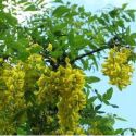 Акация желтая (Caragana arborescens)