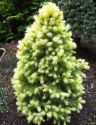 Ель колючая  "Daisys White" (Picea glauca  "Daisys White")