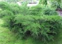 Можжевельник средний Пфитцериана Глаука (Juniperus media 