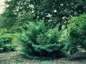 Можжевельник средний Хетци (Juniperus media 