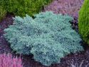 Можжевельник чешуйчатый Блю Стар (Juniperus squamata 
