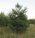 Сoсна oбыкновенная, ком диам.110~120см, высота: 4,0-4,5м
