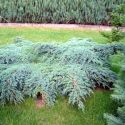 Можжевельник чешуйчатый Блю Карпет (Juniperus squamata "Blue Carpet")