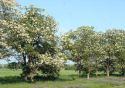 Акация белая (Robinia pseudoacacia)