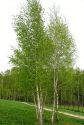 Береза бородавчатая (Betula pendula)