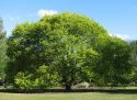 Вяз шершавый (Ulmus glabra)