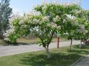 Катальпа гибридная   (Catalpa hybr.)