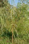 Ива  гибридная Анциферова (Salix X ); высота: 1,8-2,0;возраст: 4; окс