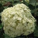 Гортензия серая стерильная(Hydrangea cinerea); 70-100(см); С7