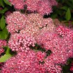 Спирея Бумальда (Spiraea  bumalda ), возраст: 5, высота: низкор.