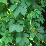 Виноград девичий(Parthenocissus inserta); -(см); ОКС