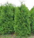 Туя западная "Брабант" (Thuja occidentalis "Brabant")