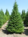 Eль oбыкновенная (Picea abies)