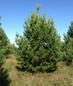 Сосна обыкновенная (Pinus sylvestris)