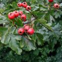 Боярышник однопестичный (Crataegus monogyna)