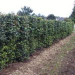 Боярышник сливолистный (Crataegus persimilis Prunifolia); высота: 05-0,6; Конт. 3 л; возраст: 3